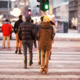 New York Pedestrian Accidents • Liga De Justicia Injury Lawyers